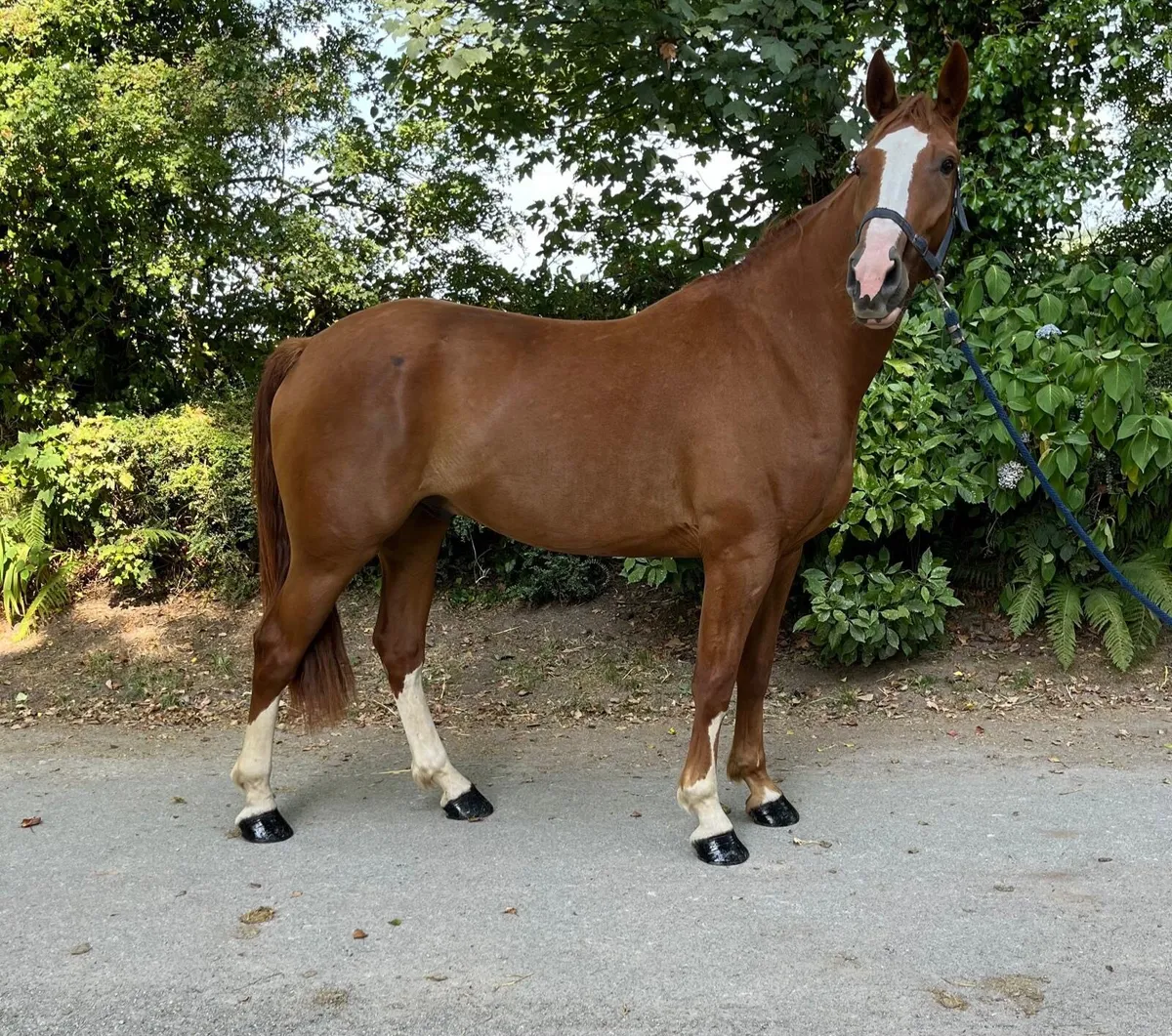 4yr old draught - Image 2