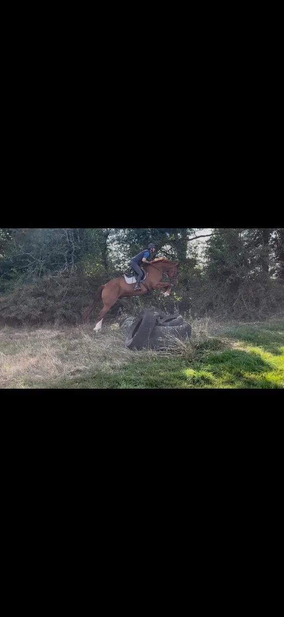 4yr old draught - Image 3