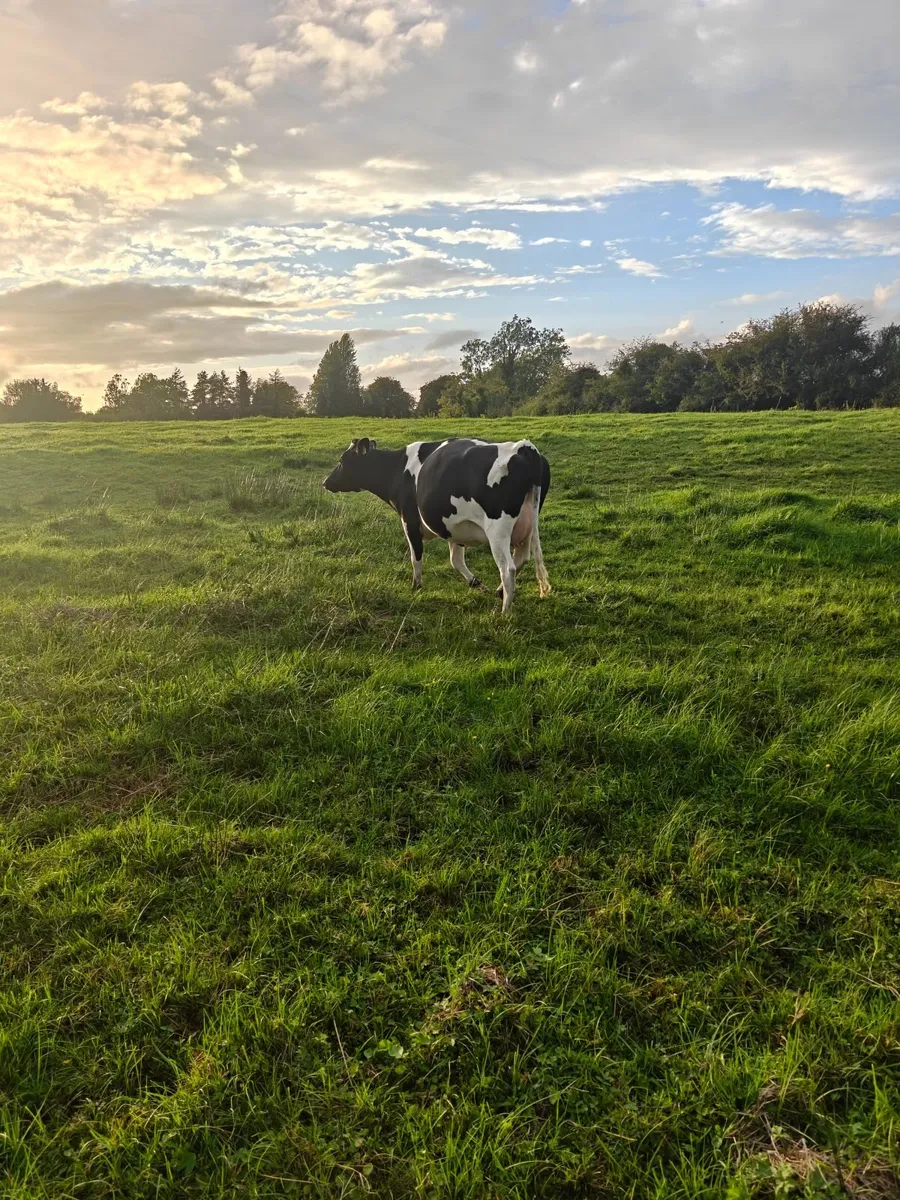 ****Incalf heifers**** - Image 1