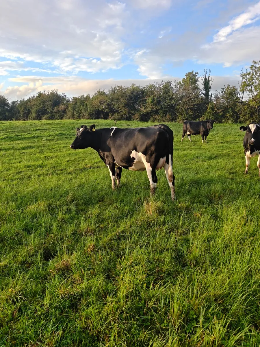 ****Incalf heifers**** - Image 2