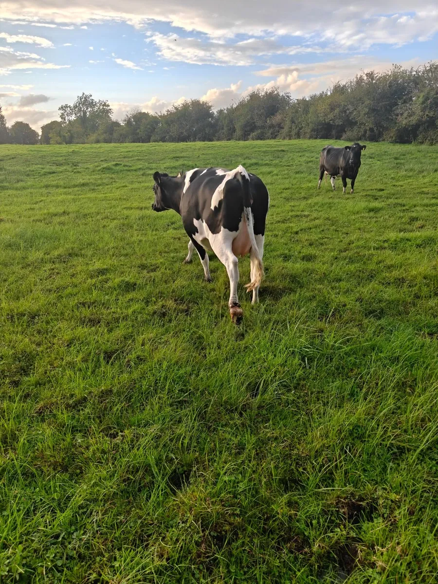 ****Incalf heifers**** - Image 3
