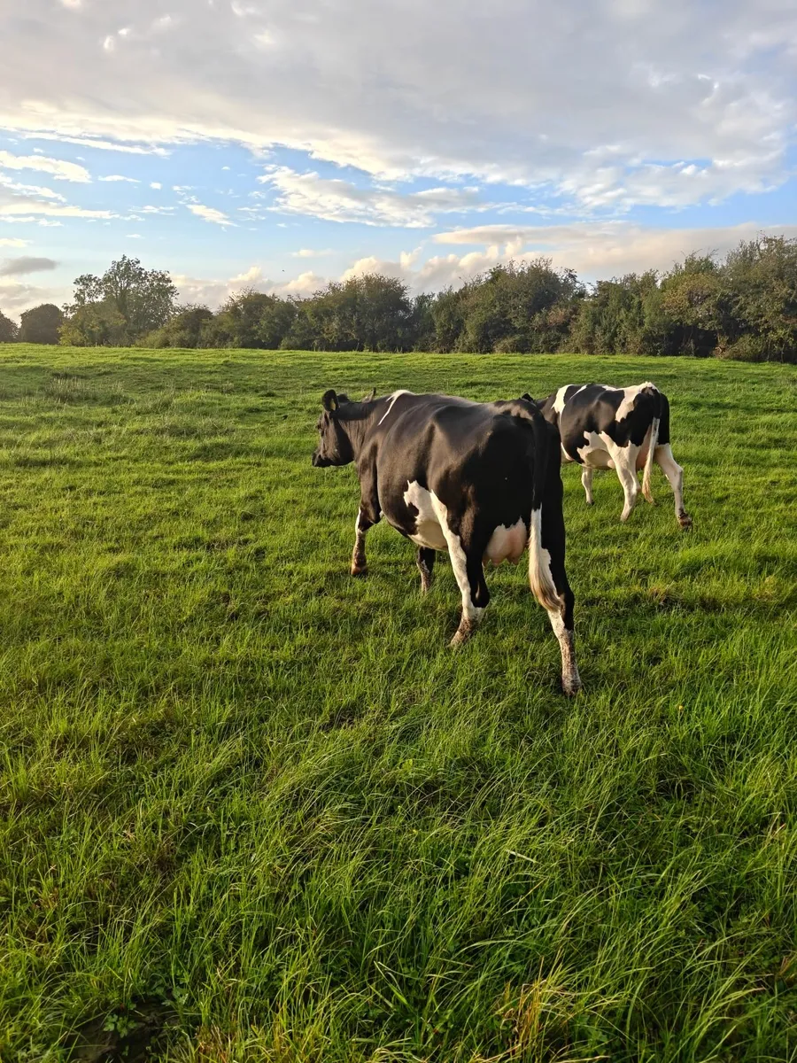 ****Incalf heifers**** - Image 4