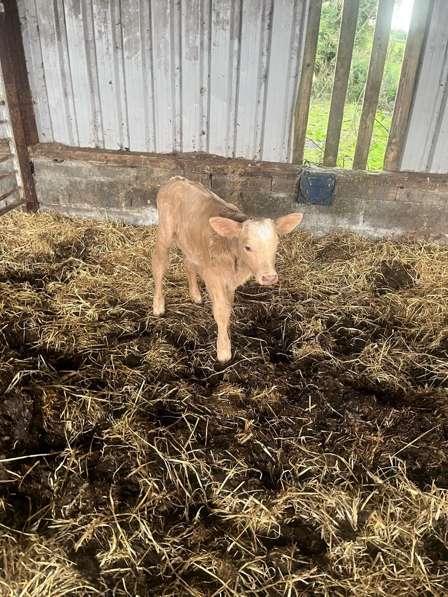 Farming - Image 1