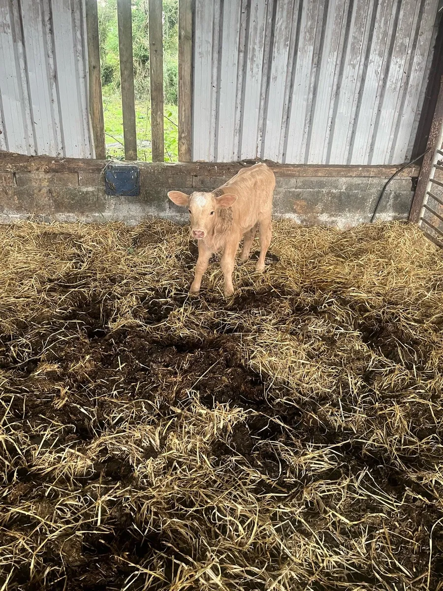 Farming - Image 2