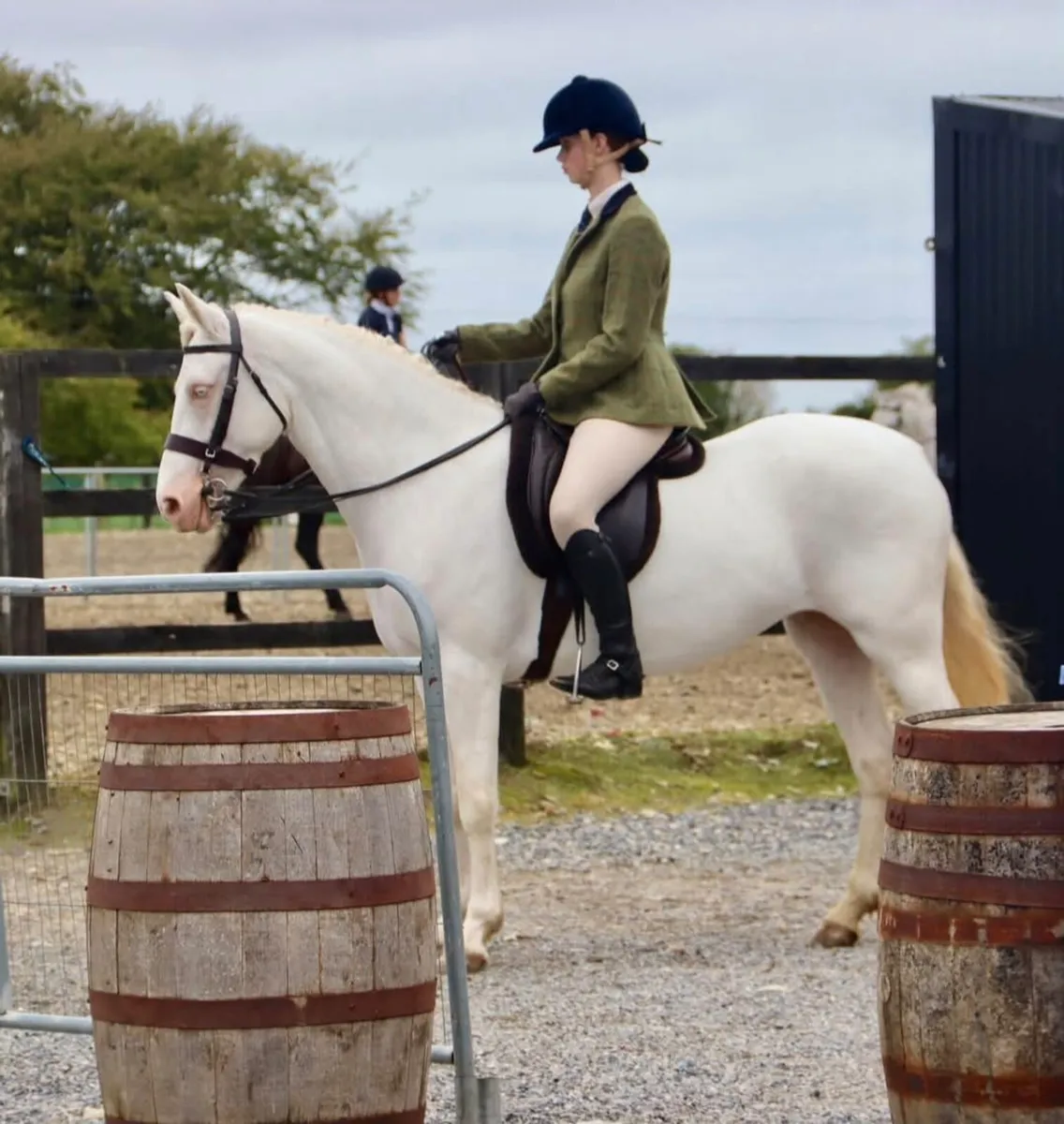 Connemara Pony - Image 1