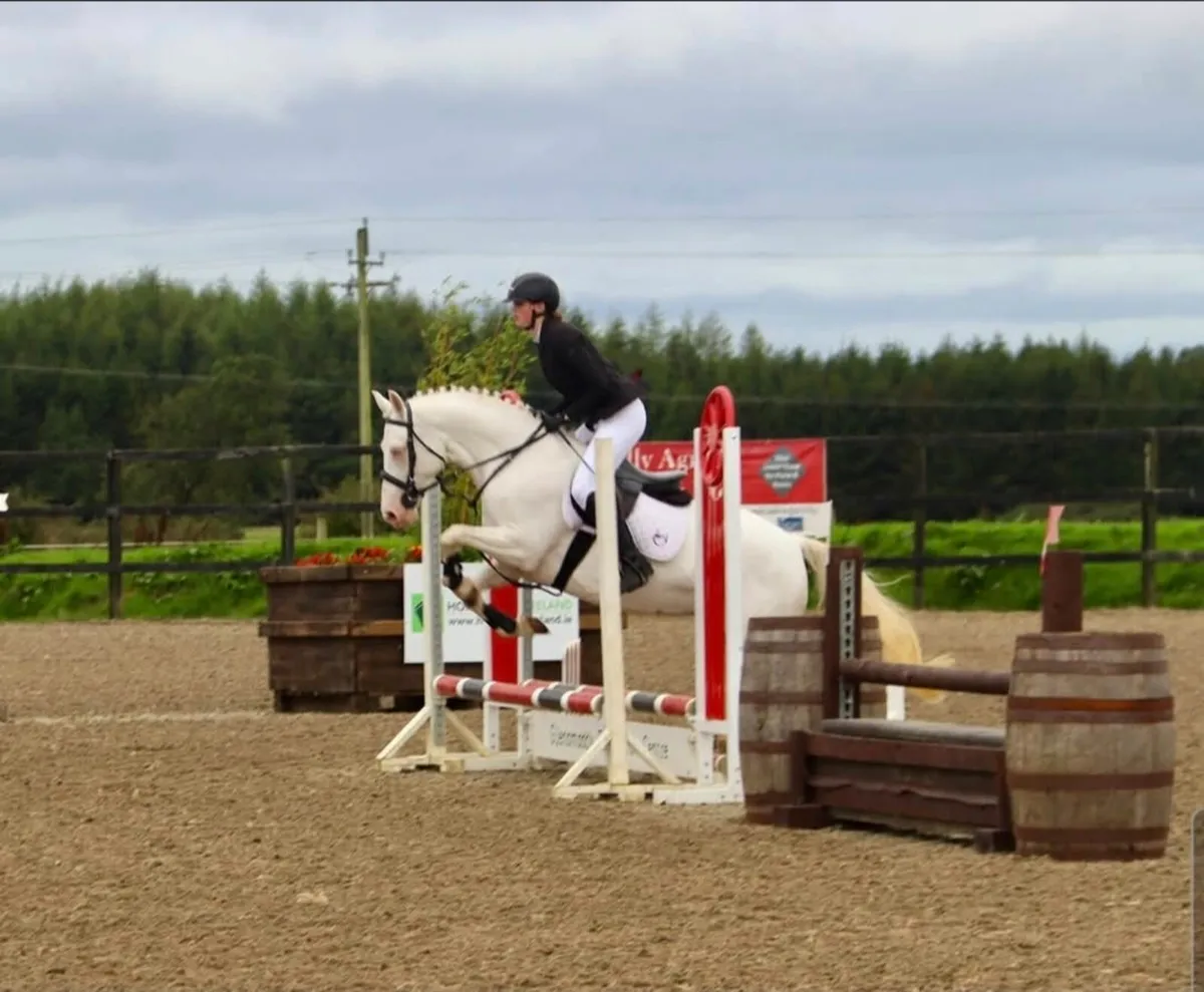 Connemara Pony - Image 4