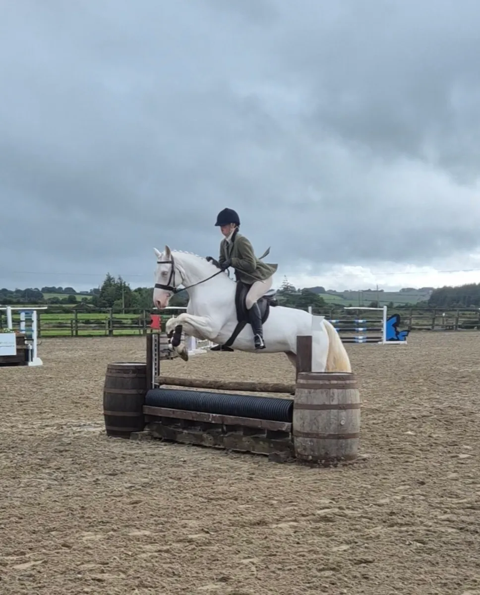 Connemara Pony - Image 2