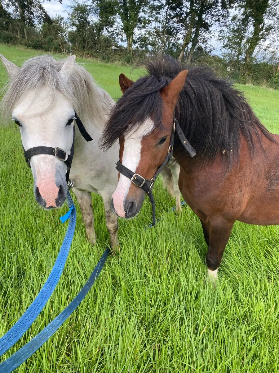 Welsh ponies - Image 1