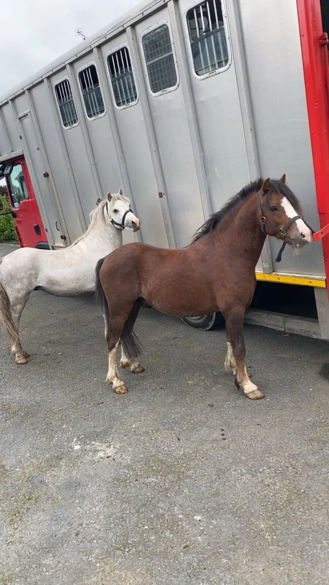 Welsh ponies - Image 4