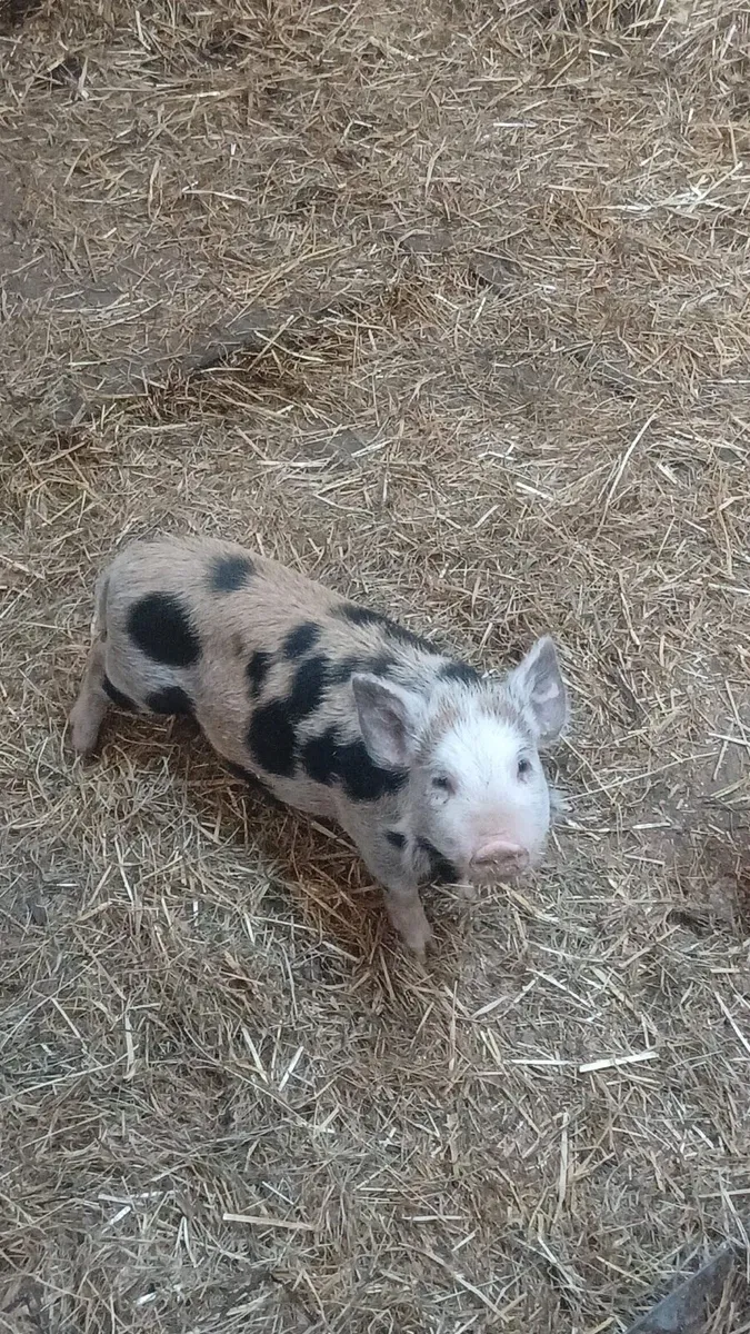 Kune kune pigs - Image 2