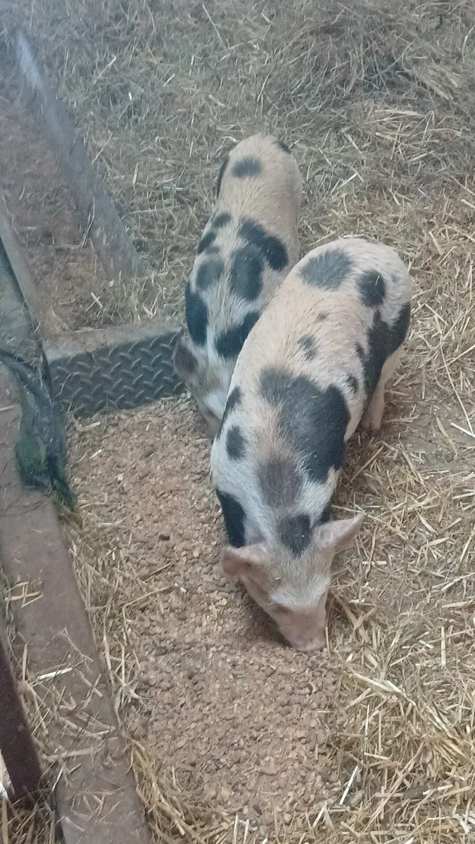 Kune kune pigs - Image 3