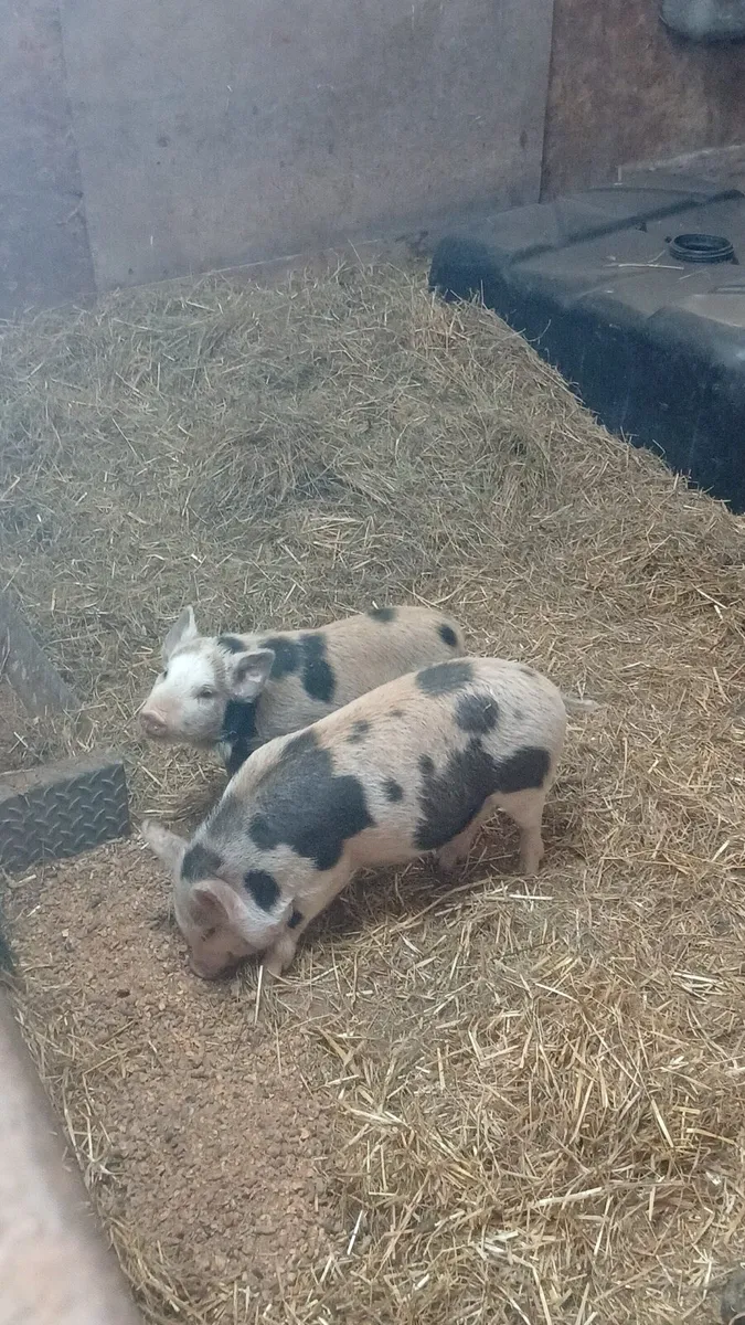Kune kune pigs - Image 4