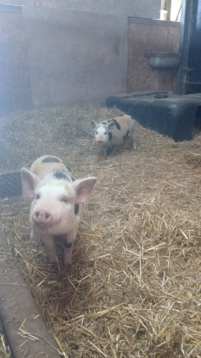 Kune kune pigs - Image 1