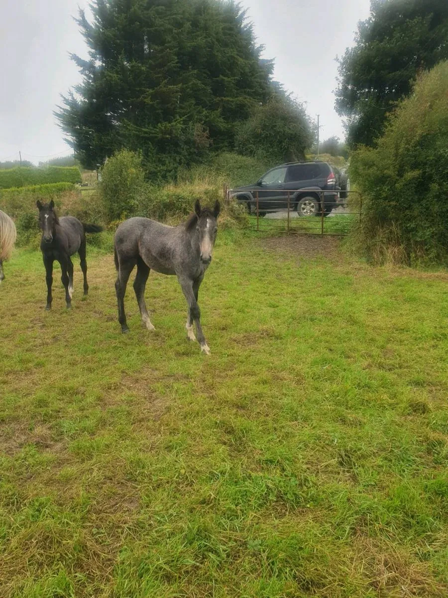 Irish Draught foals for sale - Image 1