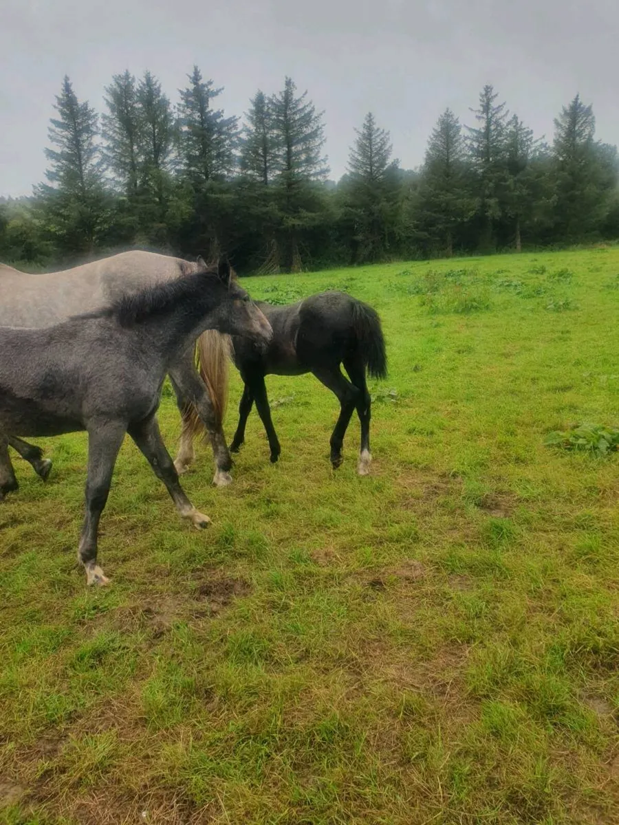 Irish Draught foals for sale - Image 2