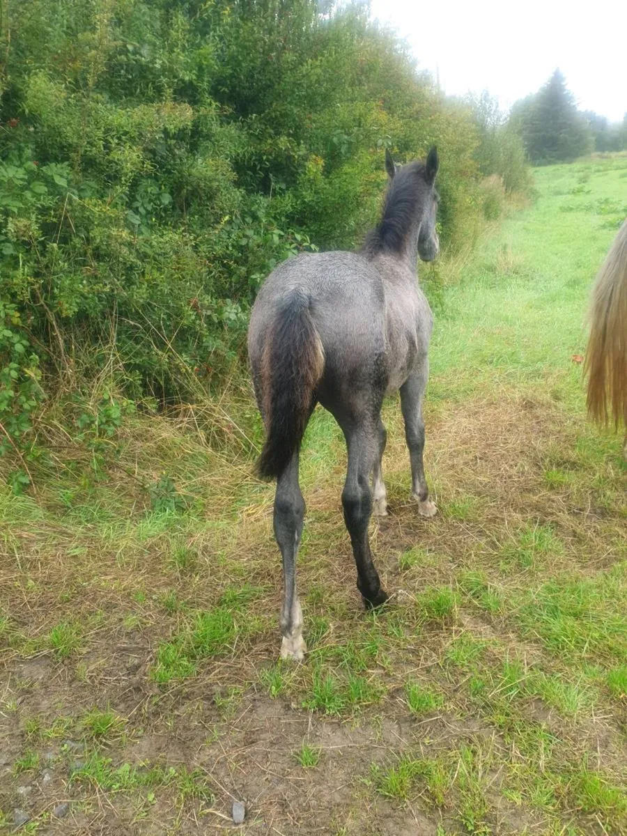 Irish Draught foals for sale - Image 3