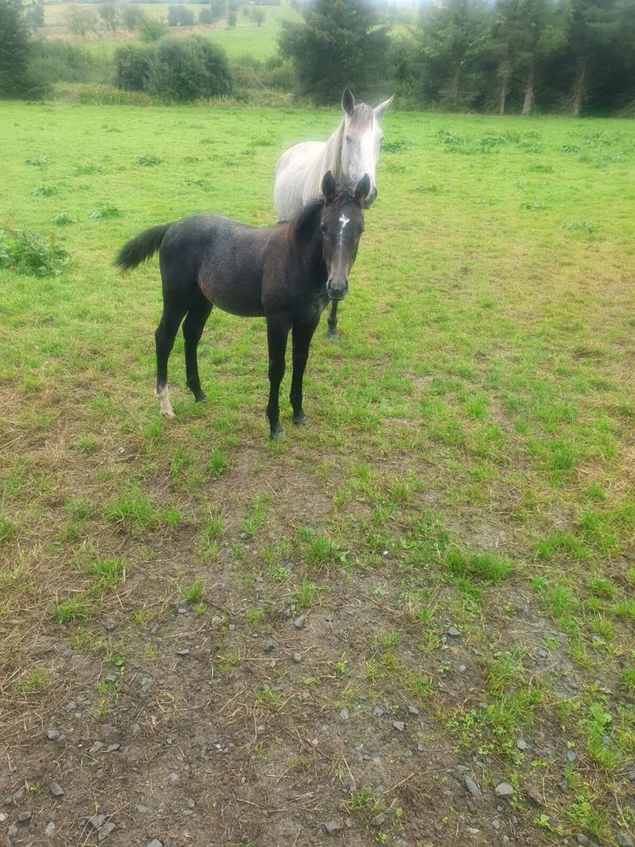 Irish Draught foals for sale - Image 4