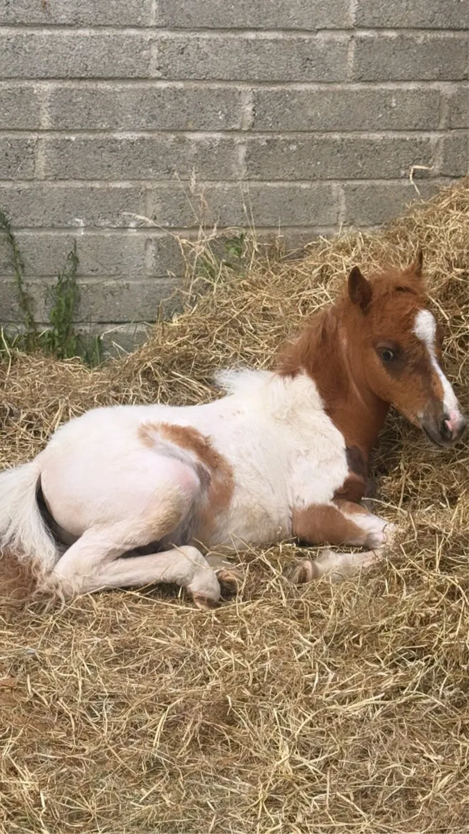 Shetland foal - Image 2