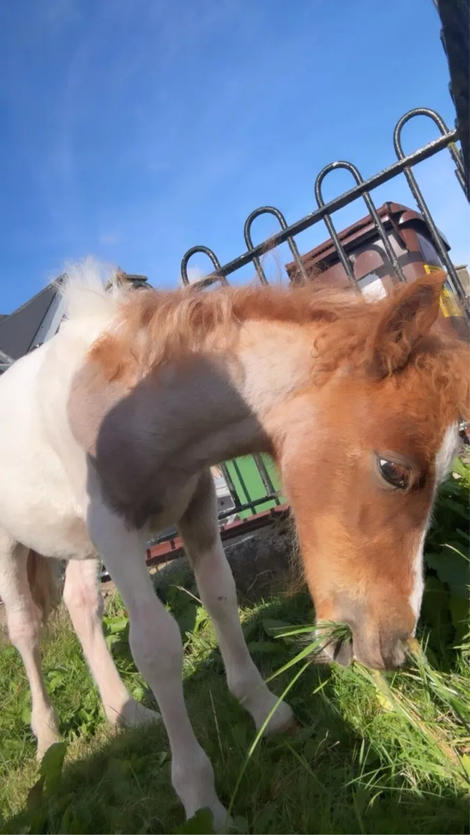 Shetland foal - Image 3