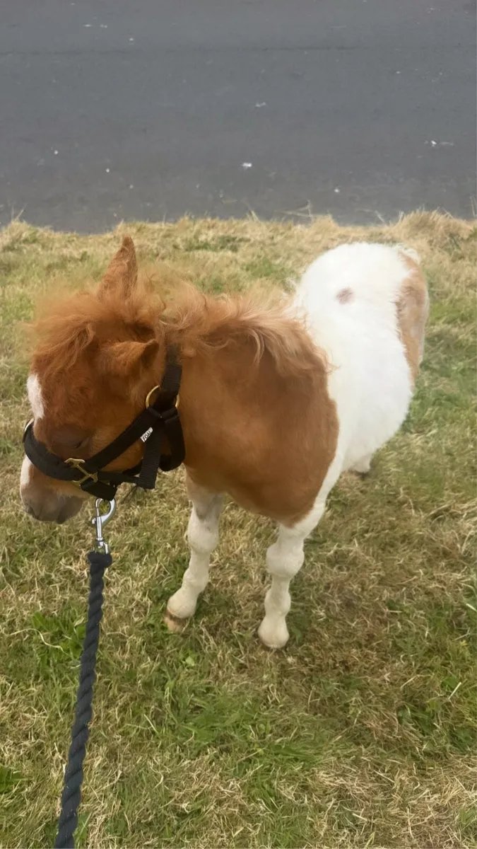 Shetland foal - Image 4