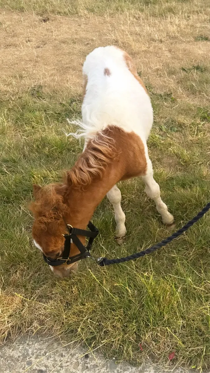 Shetland foal - Image 4
