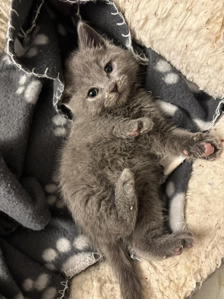 British shorthair kittens gccfi registered - Image 1