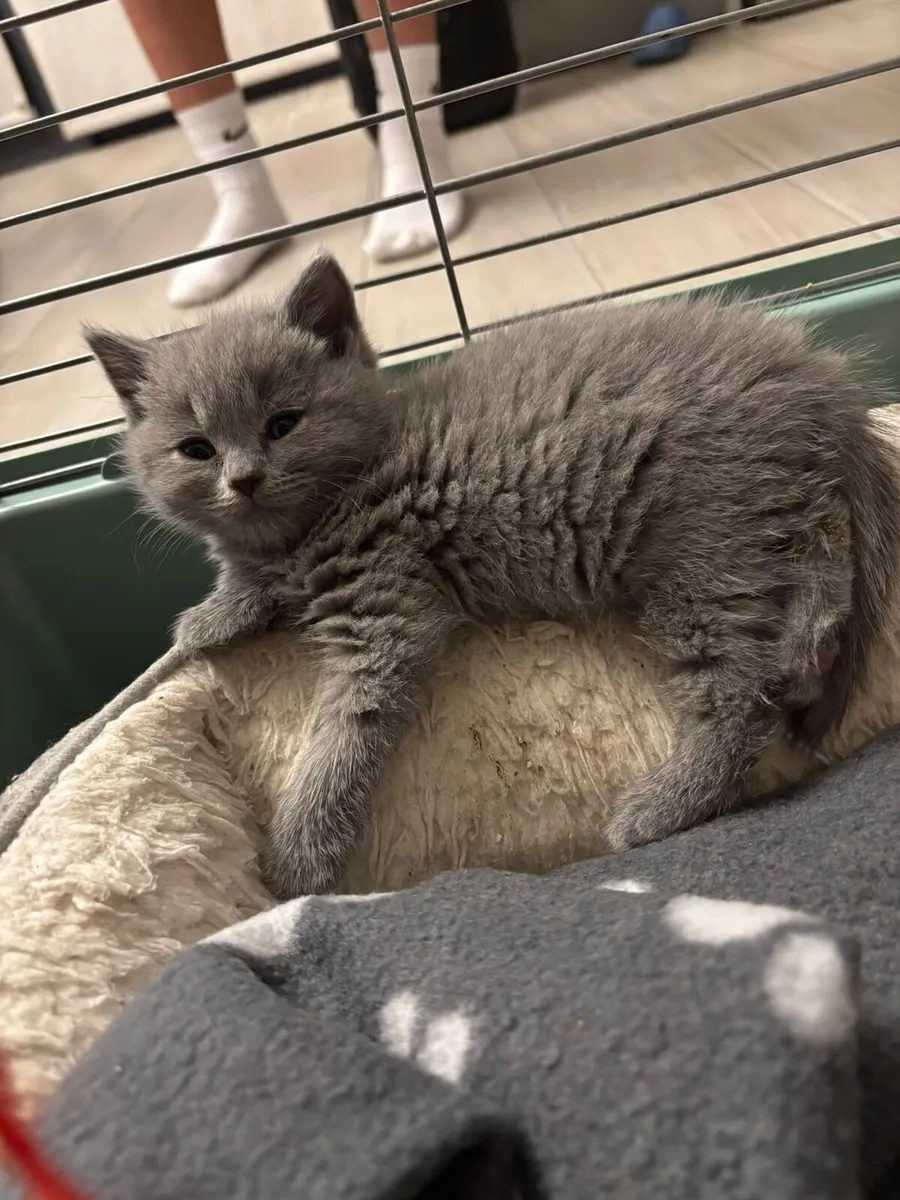 British shorthair kittens gccfi registered - Image 2