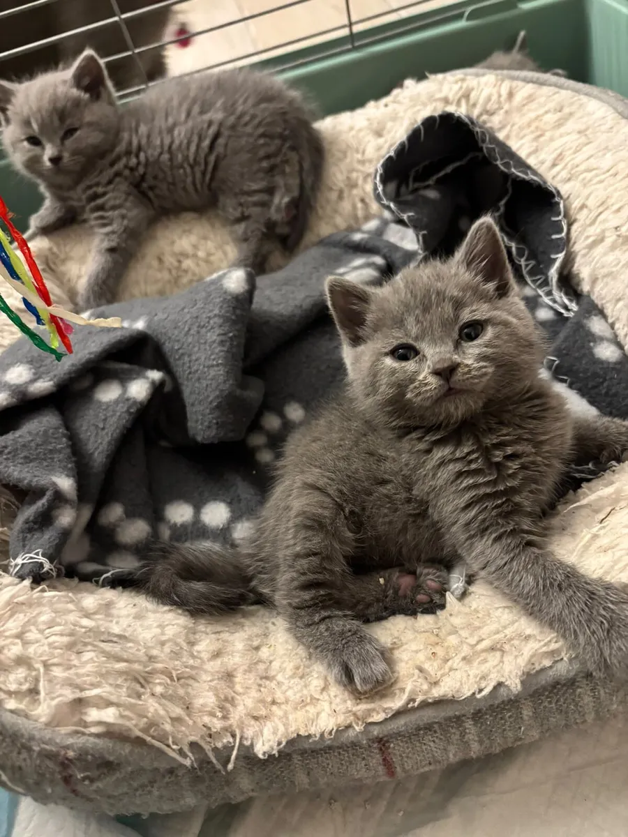British shorthair kittens gccfi registered - Image 3