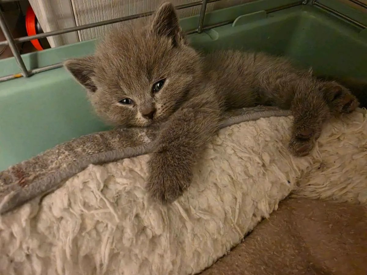 British shorthair kittens gccfi registered - Image 4