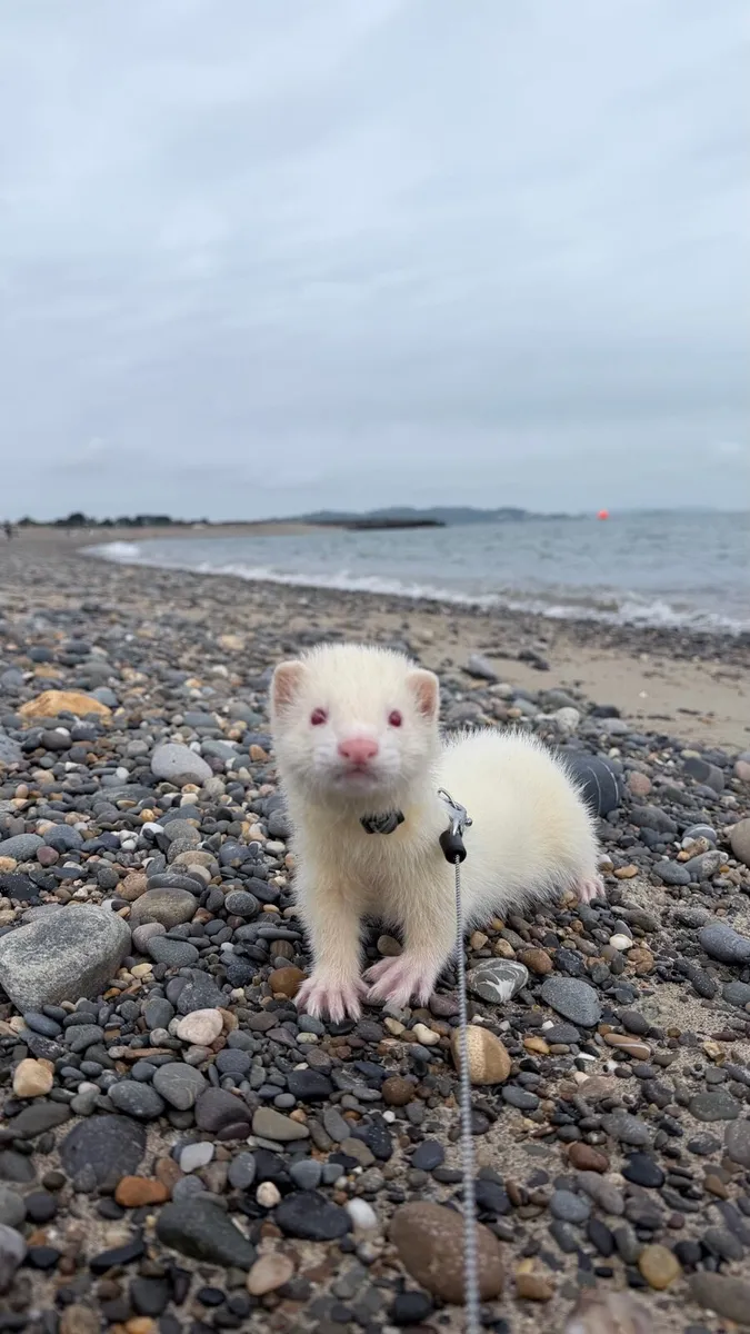 Ferret - Image 1