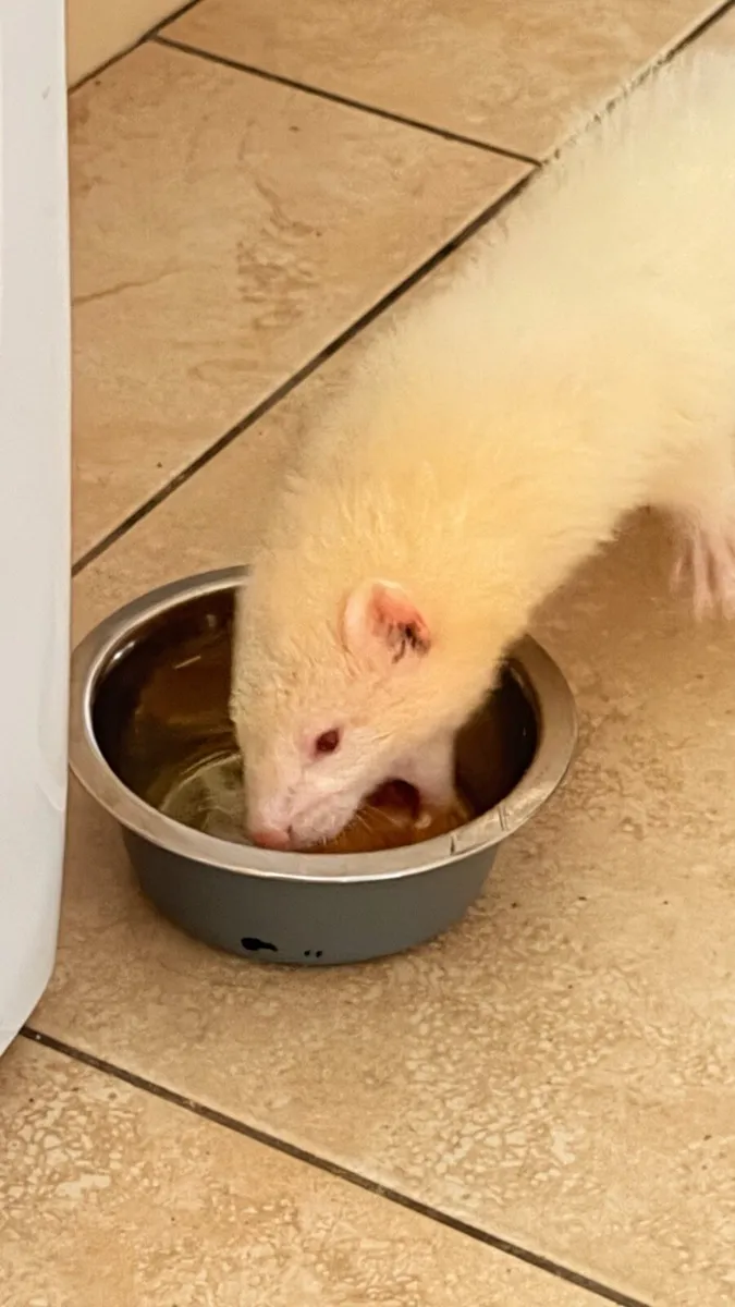 Ferret - Image 4