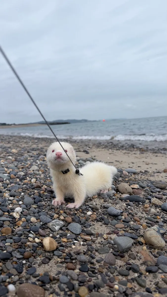 Ferret - Image 2