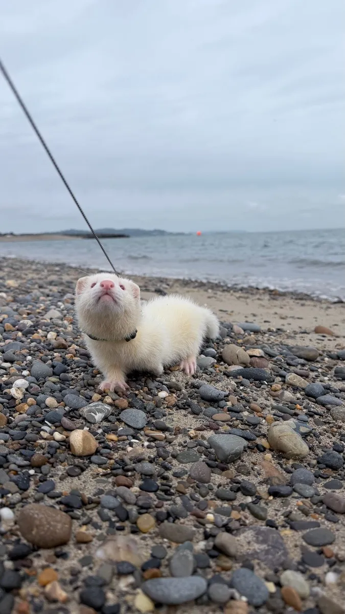 Ferret - Image 3