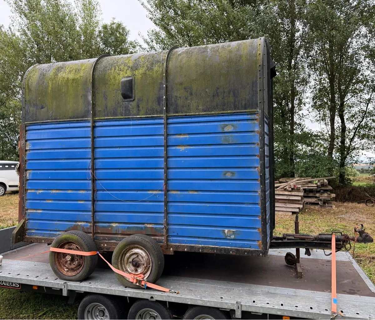 Rice horse box - Image 4