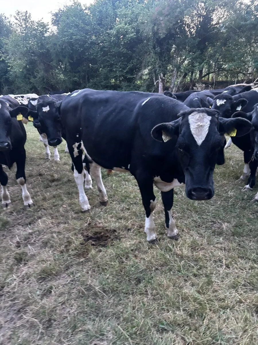 Bullocks - Image 1