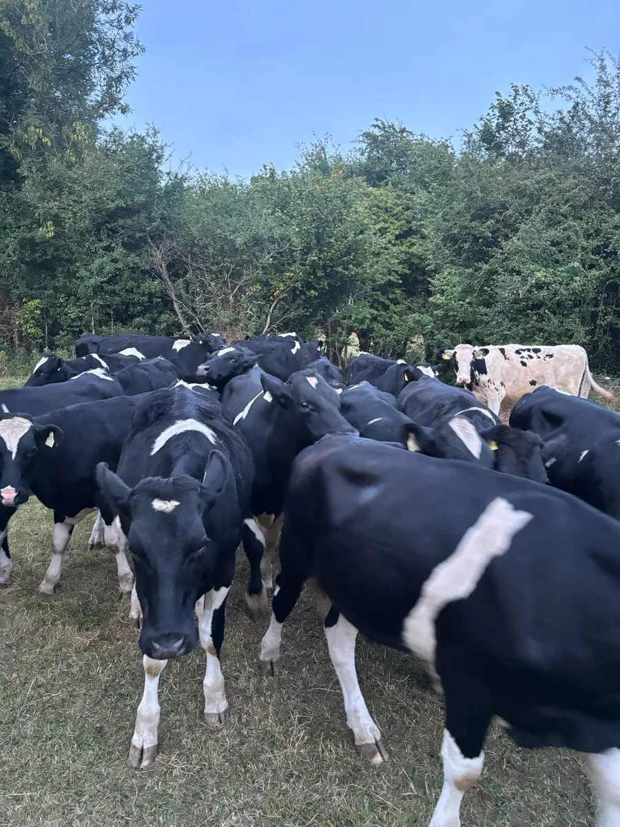 Bullocks - Image 2