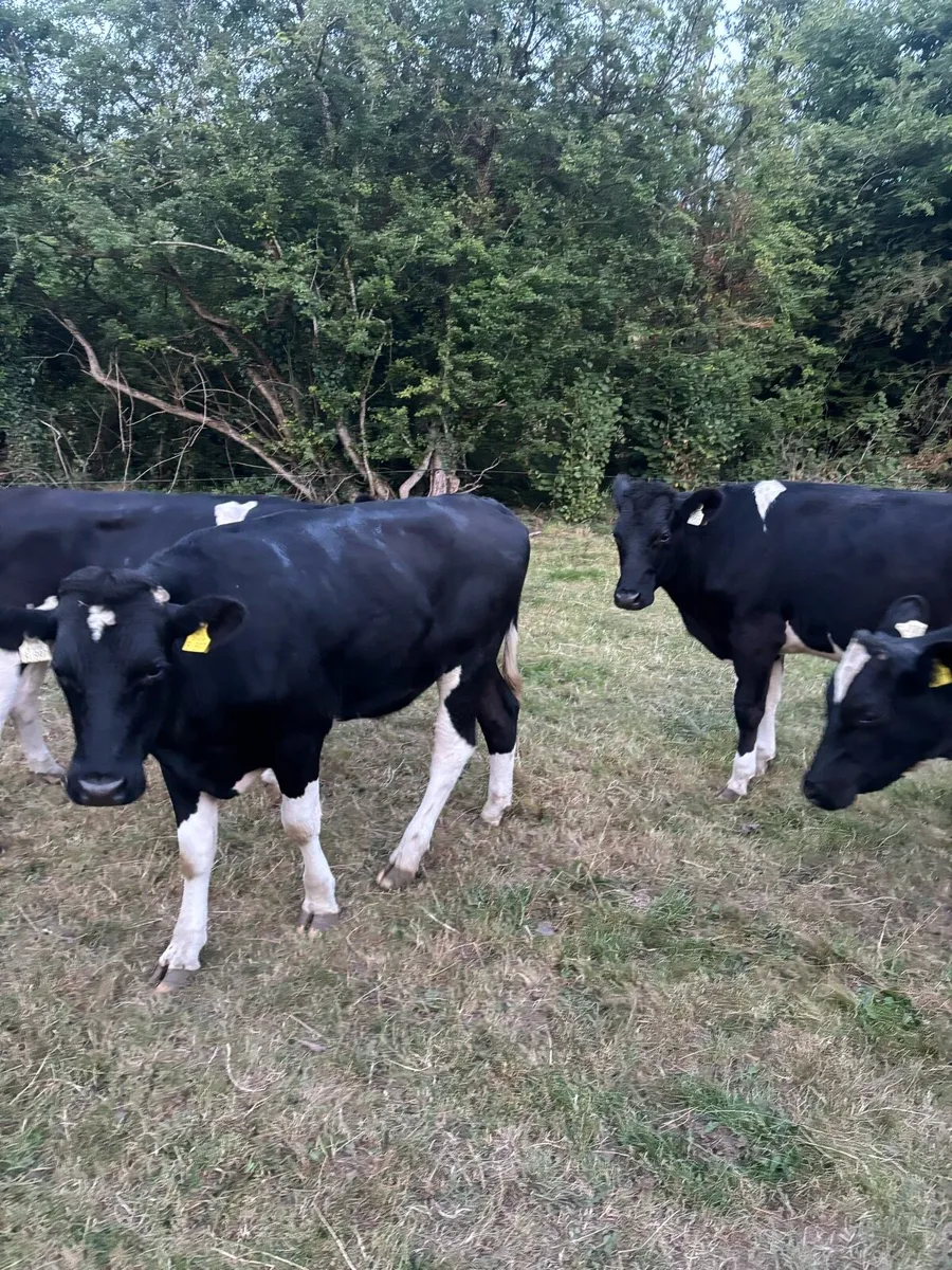 Bullocks - Image 3