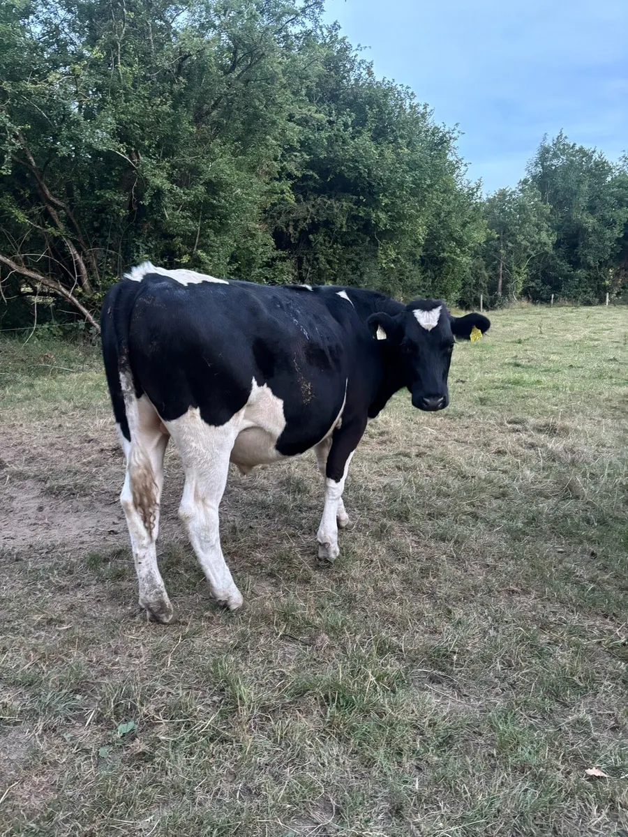 Bullocks - Image 4