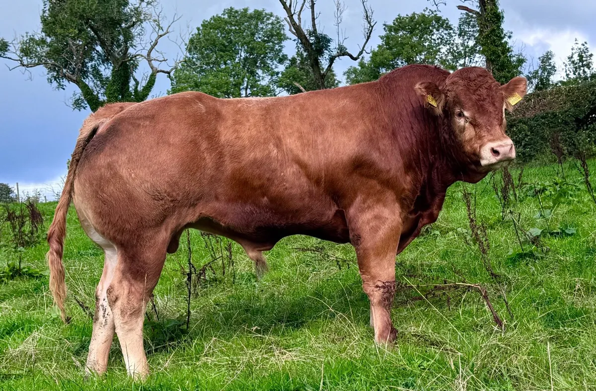 Quality easy calving Limousin bull