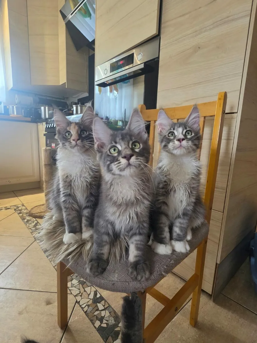 Maine Coon - Image 1