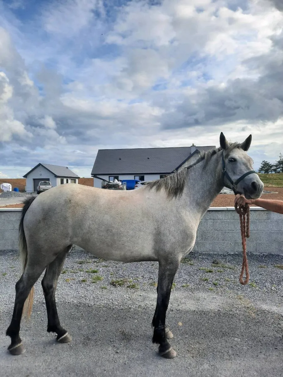 Connemara filly - Image 1