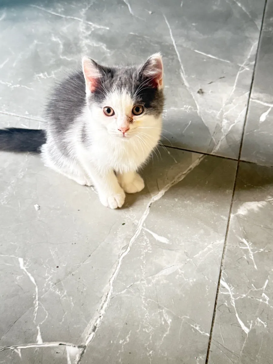cat - Image 1