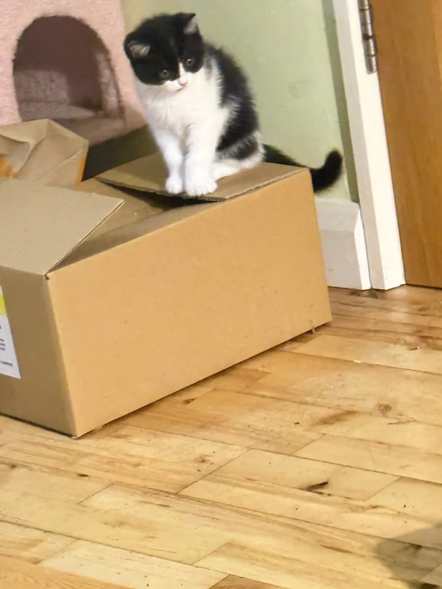 cat - Image 4