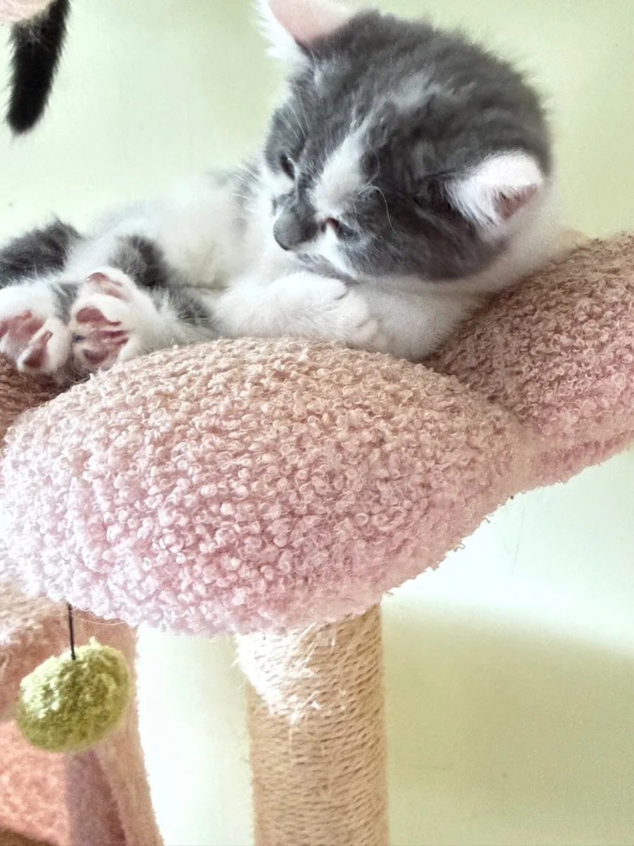 cat - Image 2