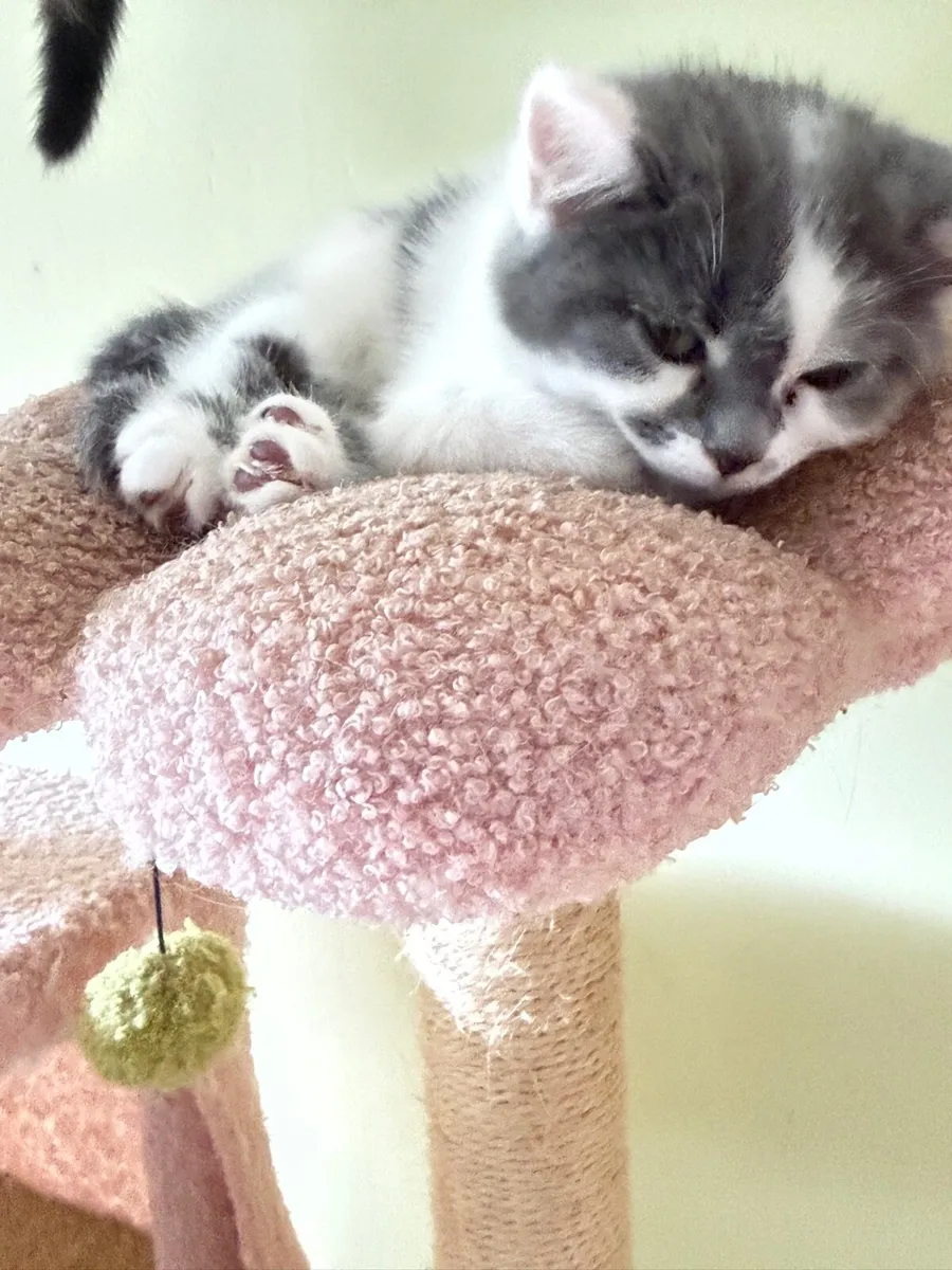 cat - Image 3