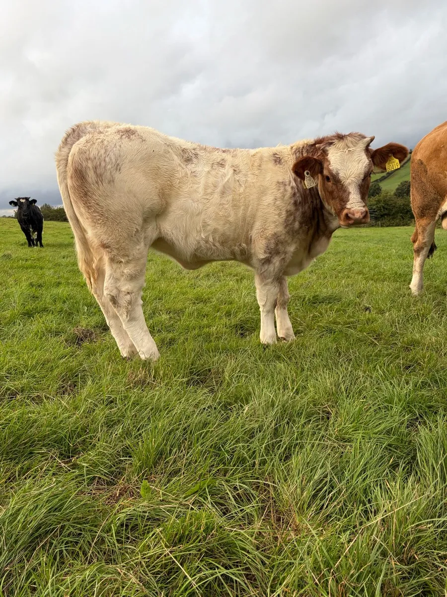 Weanling Heifers - Image 2