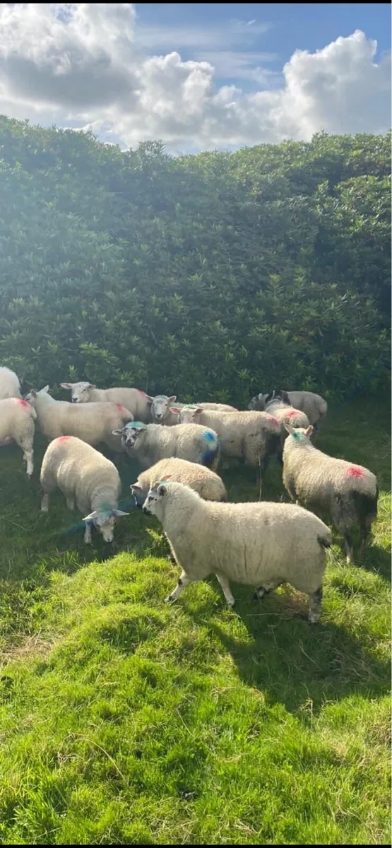 Good Texal X ewe lambs& Blackface mountain lambs - Image 2