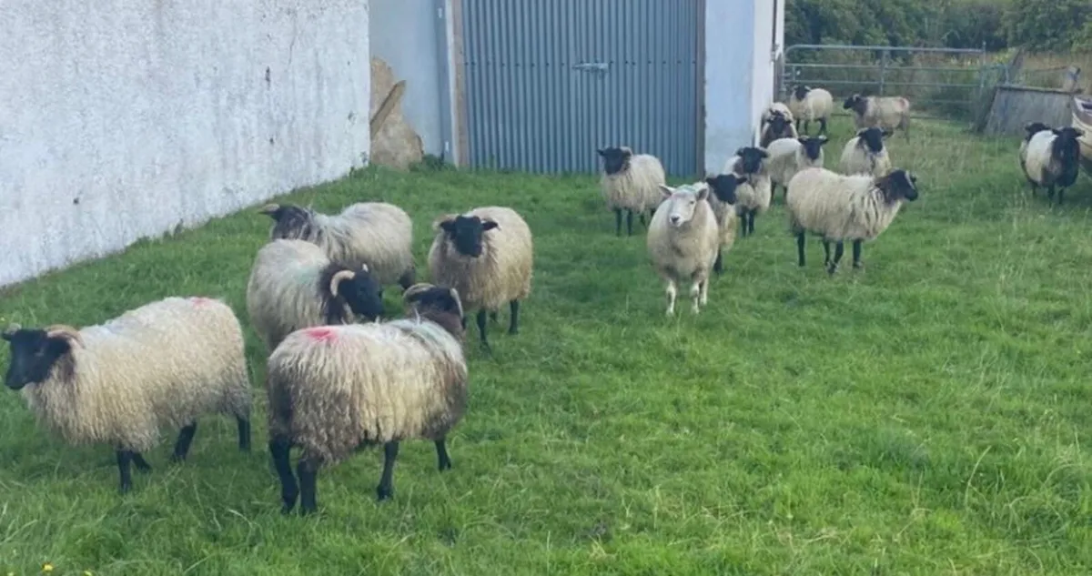 Good Blackface mountain ewe lambs - Image 2
