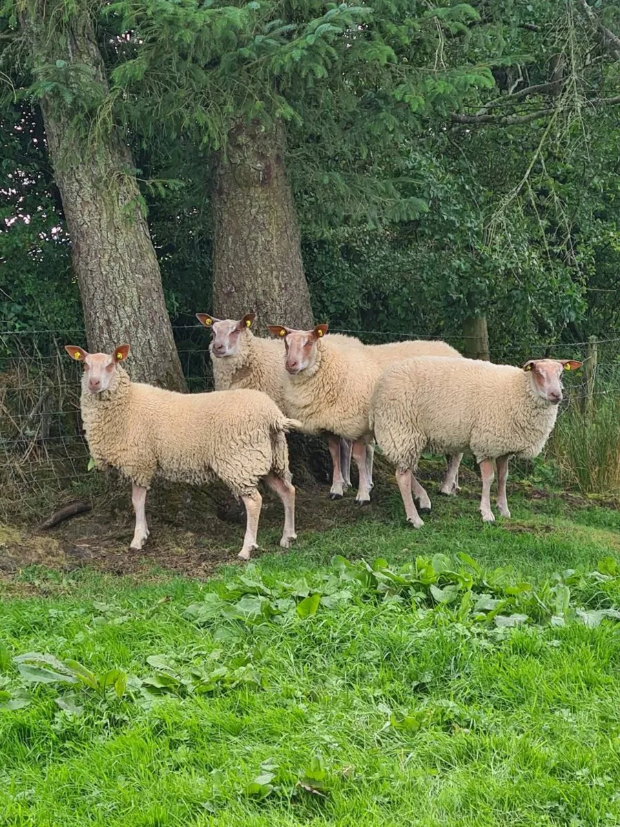 ROUGE EWE LAMBS - Image 2