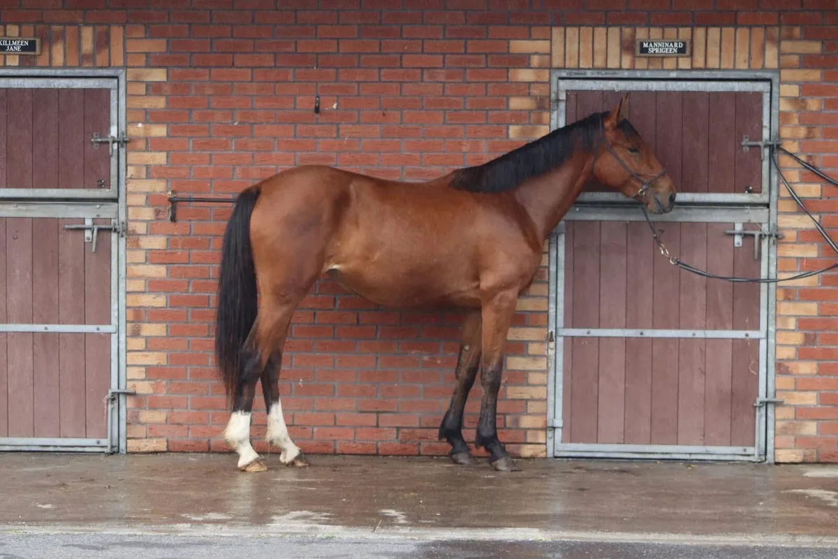 Bay Irish Draught Filly - Image 1